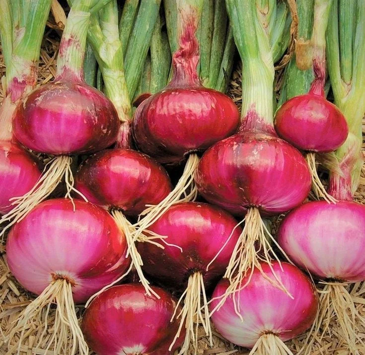 100 Onion Bulbs for Planting, Bulbing Onion Seeds, Onion Bulbs for Planting, Onion Sets, Bulk Onion Sets, Red Onion Bulbs