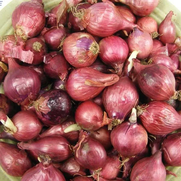 100 Onion Bulbs for Planting, Bulbing Onion Seeds, Onion Bulbs for Planting, Onion Sets, Bulk Onion Sets, Red Onion Bulbs