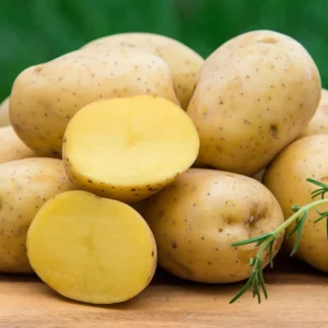 2 Pound Seed Potatoes, Potato Seeds For Planting, Seed Potatoes For Fall Spring Planting , Seed Potatoes For Planting, Potato Seeds, Mixed Potatoes