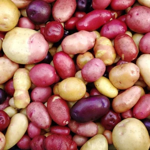 2 Pound Seed Potatoes, Potato Seeds For Planting, Seed Potatoes For Fall Spring Planting , Seed Potatoes For Planting, Potato Seeds, Mixed Potatoes