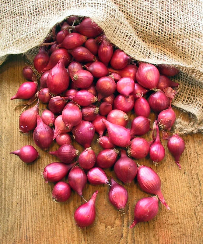 100 Onion Bulbs for Planting, Bulbing Onion Seeds, Onion Bulbs for Planting, Onion Sets, Bulk Onion Sets, Red Onion Bulbs