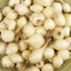100 Onion Bulbs for Planting, Bulbing Onion Seeds, Onion Bulbs for Planting, Onion Sets, Bulk Onion Sets, White Onion Bulbs