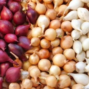 100 Onion Bulbs for Planting, Bulbing Onion Seeds, Onion Bulbs for Planting, Onion Sets, Bulk Onion Sets, White Onion Bulbs