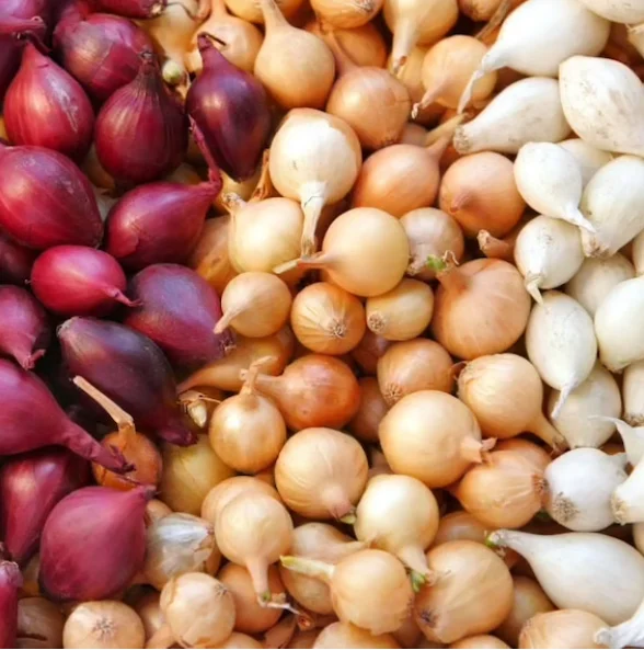 100 Onion Bulbs for Planting, Bulbing Onion Seeds, Onion Bulbs for Planting, Onion Sets, Bulk Onion Sets, White Onion Bulbs