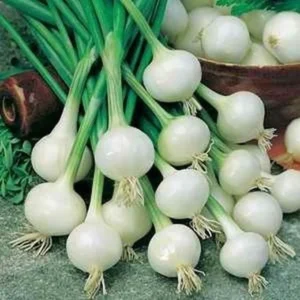 100 Onion Bulbs for Planting, Bulbing Onion Seeds, Onion Bulbs for Planting, Onion Sets, Bulk Onion Sets, White Onion Bulbs