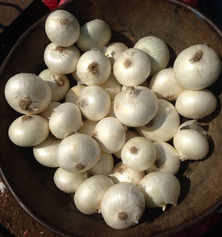 100 Onion Bulbs for Planting, Bulbing Onion Seeds, Onion Bulbs for Planting, Onion Sets, Bulk Onion Sets, White Onion Bulbs