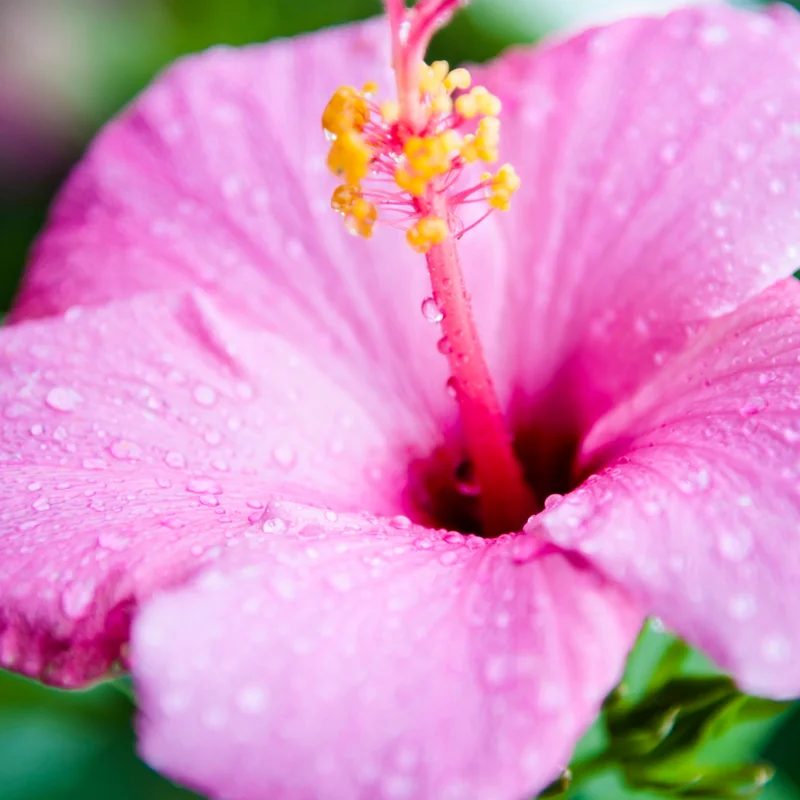 Hibiscus Plants Live, Hardy Hibiscus Plants Live, 6 to 8 Inch Tall, Tropical Hibiscus Plant, Hibiscus Tree Live Plant, Hibiscus Flower No Pot, Clear Pink
