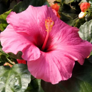 Hibiscus Plants Live, Hardy Hibiscus Plants Live, 6 to 8 Inch Tall, Tropical Hibiscus Plant, Hibiscus Tree Live Plant, Hibiscus Flower No Pot, Clear Pink