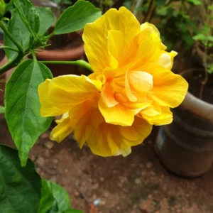 Hibiscus Plants Live, Hardy Hibiscus Plants Live, 6 to 8 Inch Tall, Tropical Hibiscus Plant, Hibiscus Tree Live Plant, Hibiscus Flower No Pot, Double Gold