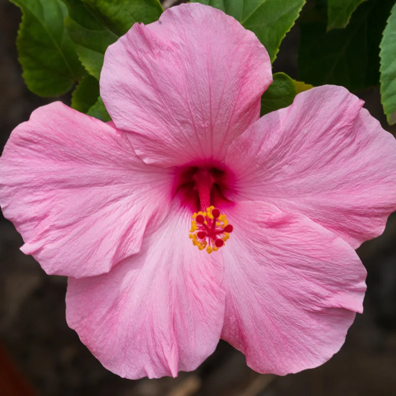 Hibiscus Plants Live, Hardy Hibiscus Plants Live, 6 to 8 Inch Tall, Tropical Hibiscus Plant, Hibiscus Tree Live Plant, Hibiscus Flower No Pot, Clear Pink