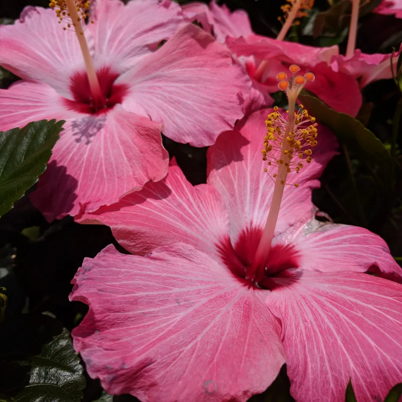 Hibiscus Plants Live, Hardy Hibiscus Plants Live, 6 to 8 Inch Tall, Tropical Hibiscus Plant, Hibiscus Tree Live Plant, Hibiscus Flower No Pot, Clear Pink