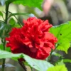 Hibiscus Plants Live, Hardy Hibiscus Plants Live, 6 to 8 Inch Tall, Tropical Hibiscus Plant, Hibiscus Tree Live Plant, Hibiscus Flower No Pot, Double Red