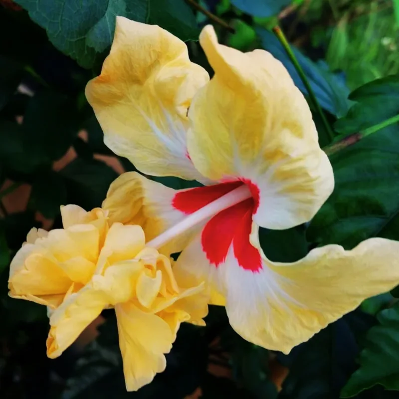 Hardy Hibiscus Plants Live, Tropical Hibiscus Plant, Hibiscus Tree Live Plant,6 to 9 Inch, Well-Rooted, Hardy Perennial, Yellow Poodle