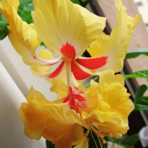 Hardy Hibiscus Plants Live, Tropical Hibiscus Plant, Hibiscus Tree Live Plant,6 to 9 Inch, Well-Rooted, Hardy Perennial, Yellow Poodle