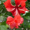 Hardy Hibiscus Plants Live, Tropical Hibiscus Plant, Hibiscus Tree Live Plant,6 to 9 Inch, Well-Rooted, Hardy Perennial, Red Poodle