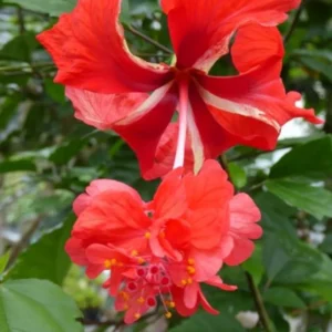 Hardy Hibiscus Plants Live, Tropical Hibiscus Plant, Hibiscus Tree Live Plant,6 to 9 Inch, Well-Rooted, Hardy Perennial, Red Poodle