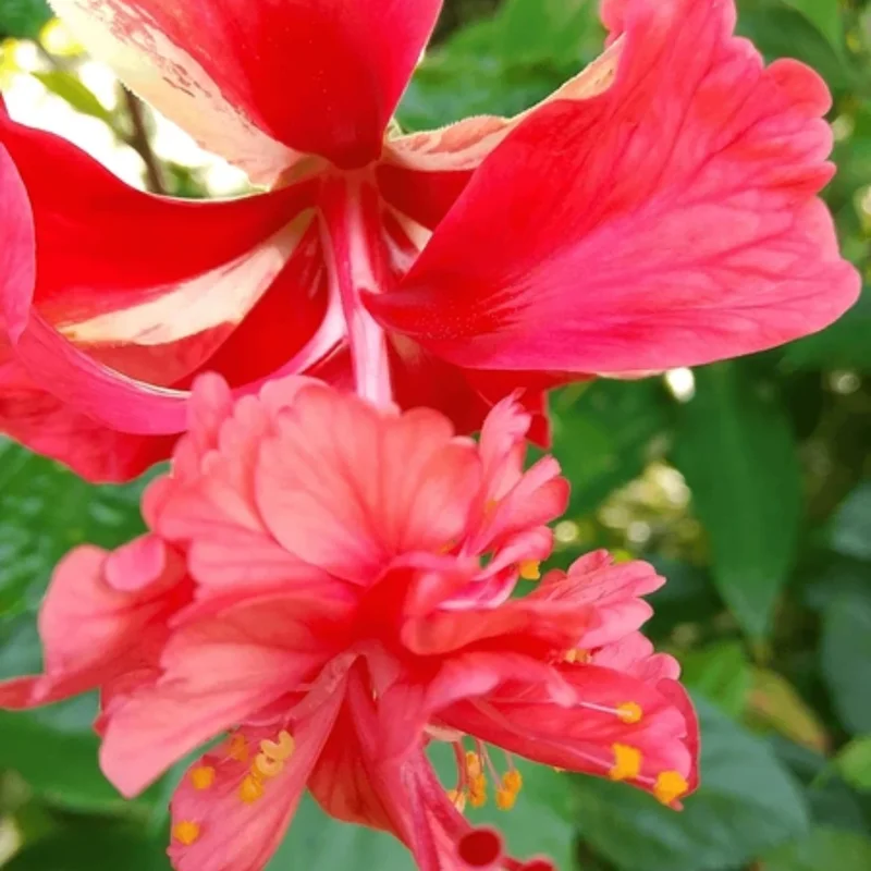 Hardy Hibiscus Plants Live, Tropical Hibiscus Plant, Hibiscus Tree Live Plant,6 to 9 Inch, Well-Rooted, Hardy Perennial, Red Poodle