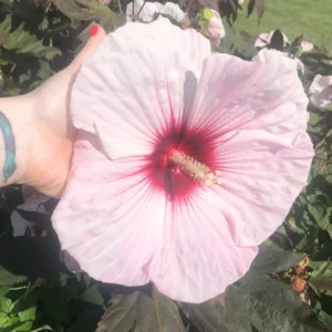 Hibiscus Plants, Hibiscus Tree Live Plant, Hardy Hibiscus Plants Live, 6 to 8 Inch Tall, Perennial Flower Plant, Bareroot Hardy Luna Pink