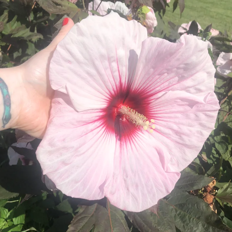 Hibiscus Plants, Hibiscus Tree Live Plant, Hardy Hibiscus Plants Live, 6 to 8 Inch Tall, Perennial Flower Plant, Bareroot Hardy Luna Pink