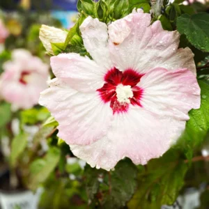 Hibiscus Plants, Hibiscus Tree Live Plant, Hardy Hibiscus Plants Live, 6 to 8 Inch Tall, Perennial Flower Plant, Bareroot Hardy Luna Pink