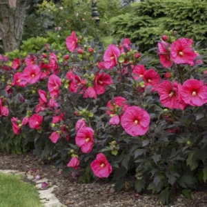 Hibiscus Plants, Hibiscus Tree Live Plant, Hardy Hibiscus Plants Live, 6 to 8 Inch Tall, Perennial Flower Plant, Bareroot Hardy Luna Red