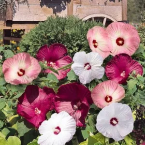 Hibiscus Plants, Hibiscus Tree Live Plant, Hardy Hibiscus Plants Live, 6 to 8 Inch Tall, Perennial Flower Plant, Bareroot Hardy Luna Mixed Color