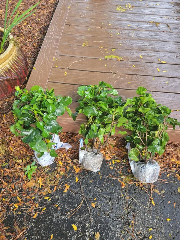 Pack 2 Hibiscus Tree Live Plant, Hardy Hibiscus Plants Live, 6 to 8 Inch Tall, Fully Rooted, Colorful Flowers for Garden Bareroot, Hardy Luna White