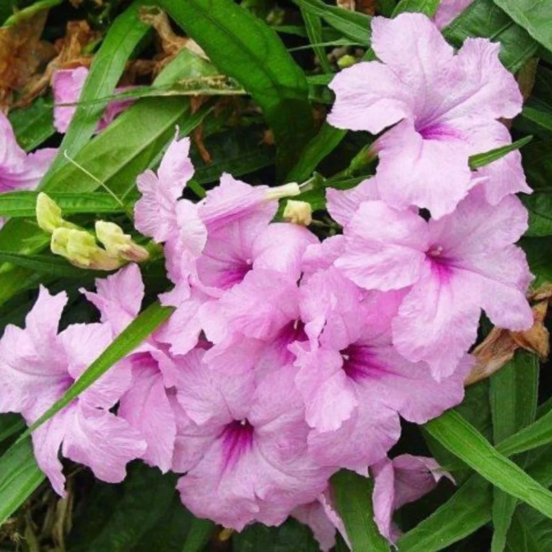Pack 5 Mexican Petunias Live Plants - Ruella Simplex Petunia Plants for Outdoor Planting - 6 to 8 Inch Tall - Vibrant Blooms for Gardens, Pink