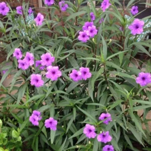 Pack 5 Mexican Petunias Live Plants - Ruella Simplex Petunia Plants for Outdoor Planting - 6 to 8 Inch Tall - Vibrant Blooms for Gardens, Purple