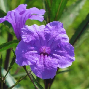 Pack 2 Hardy Mexican Petunia Live Plants - Ruellia Simplex Petunia Plants for Outdoor Gardens - 6 to 8 Inch Tall - Flowering Plants, Purple