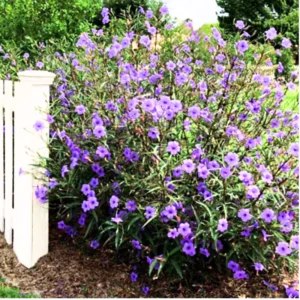 Pack 2 Hardy Mexican Petunia Live Plants - Ruellia Simplex Petunia Plants for Outdoor Gardens - 6 to 8 Inch Tall - Flowering Plants, Purple