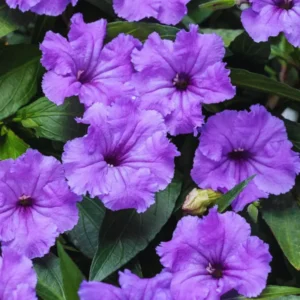 Pack 2 Hardy Mexican Petunia Live Plants - Ruellia Simplex Petunia Plants for Outdoor Gardens - 6 to 8 Inch Tall - Flowering Plants, Purple