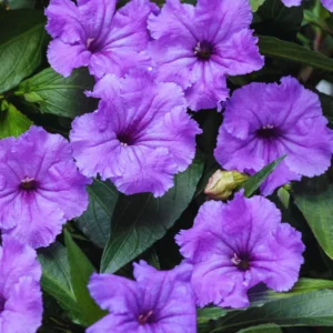 Pack 2 Hardy Mexican Petunia Live Plants - Ruellia Simplex Petunia Plants for Outdoor Gardens - 6 to 8 Inch Tall - Flowering Plants, Purple