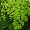 20 Maidenhair Fern Rhizomes for Planting, Fern Live Plants, Live Fern Plants, Fern Starter Plants, Fern Plants Outdoor
