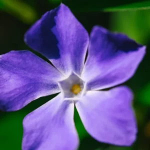 Vinca Plant Live, Periwinkle Plant Live in 4 Inches Pot, Live Vinca Minor Plant, Vinca Starter Plant, Vinca Ground Cover Live Plant for Garden