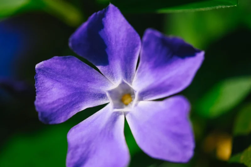 Vinca Plant Live, Periwinkle Plant Live in 4 Inches Pot, Live Vinca Minor Plant, Vinca Starter Plant, Vinca Ground Cover Live Plant for Garden