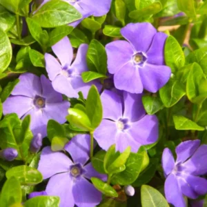 Vinca Plant Live, Periwinkle Plant Live in 4 Inches Pot, Live Vinca Minor Plant, Vinca Starter Plant, Vinca Ground Cover Live Plant for Garden