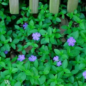 Vinca Plant Live, Periwinkle Plant Live in 4 Inches Pot, Live Vinca Minor Plant, Vinca Starter Plant, Vinca Ground Cover Live Plant for Garden