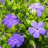 Periwinkle Plant Live in 4 Inches Pot, Vinca Plant Live, Live Vinca Minor Plant, Vinca Ground Cover Live Plant, Vinca Starter Plant for Garden