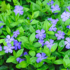 Vinca Plant Live, Periwinkle Plant Live in 4 Inches Pot, Live Vinca Minor Plant, Vinca Starter Plant, Vinca Ground Cover Live Plant for Garden