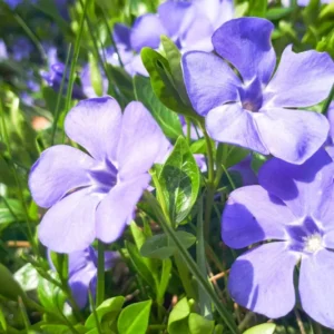 Periwinkle Plant Live, Vinca Plant Live in 4 Inches Pot, Live Vinca Minor Plant, Vinca Starter Plant, Vinca Ground Cover Live Plant for Growing Indoor Outdoor