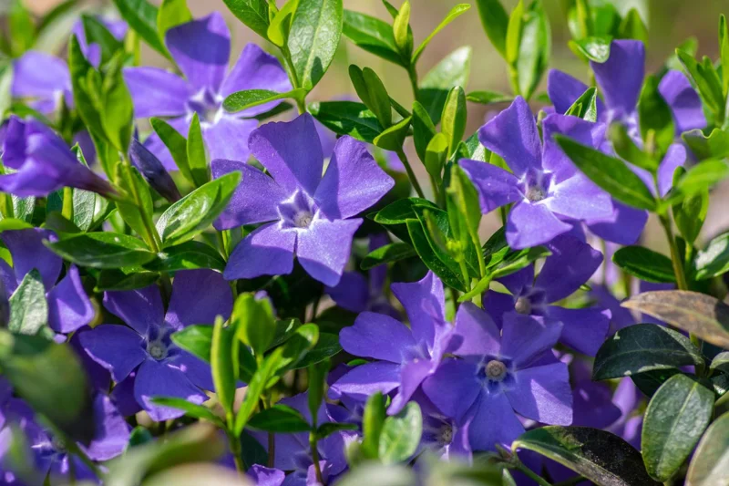 Live Vinca Minor Plant, Periwinkle Plant Live in 4 Inches Pot, Vinca Starter Plant, Vinca Ground Cover Live Plant, Vinca Plant Live for Planting Indoor Outdoor