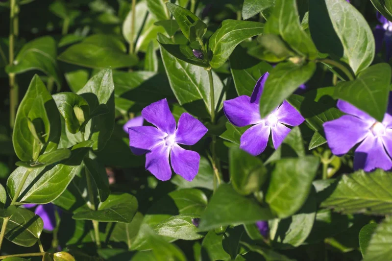 Live Vinca Minor Plant, Periwinkle Plant Live in 4 Inches Pot, Vinca Starter Plant, Vinca Ground Cover Live Plant, Vinca Plant Live for Planting Indoor Outdoor