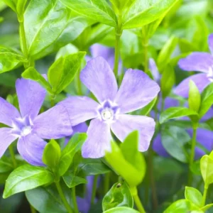 Live Vinca Minor Plant, Periwinkle Plant Live in 4 Inches Pot, Vinca Starter Plant, Vinca Ground Cover Live Plant, Vinca Plant Live for Planting Indoor Outdoor