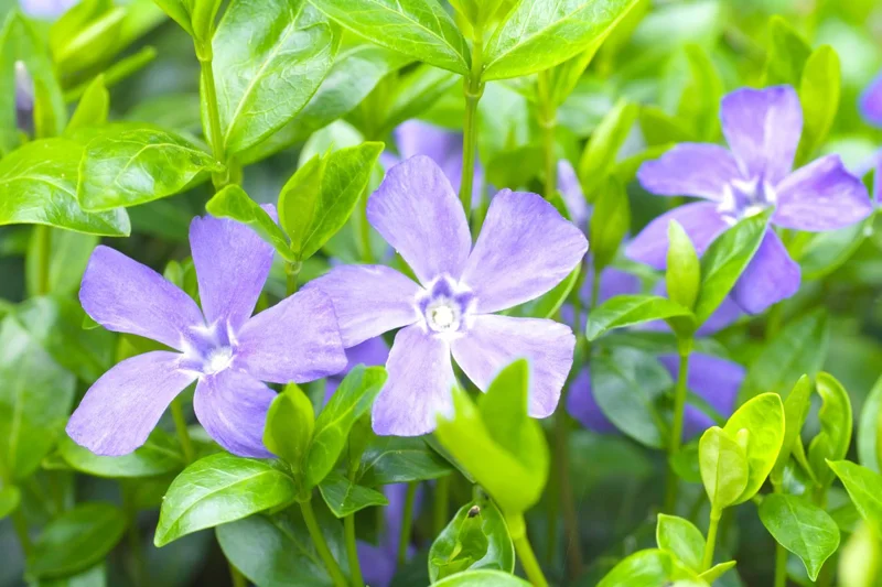 Live Vinca Minor Plant, Periwinkle Plant Live in 4 Inches Pot, Vinca Starter Plant, Vinca Ground Cover Live Plant, Vinca Plant Live for Planting Indoor Outdoor