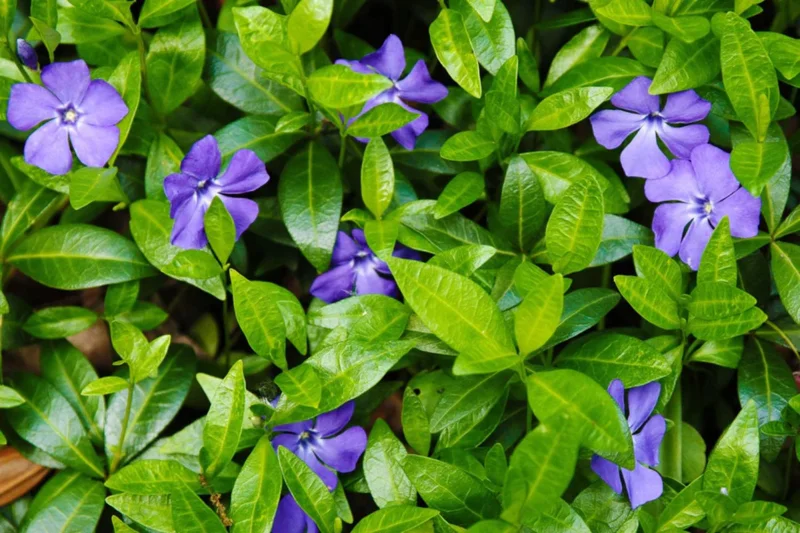 Live Vinca Minor Plant, Periwinkle Plant Live in 4 Inches Pot, Vinca Starter Plant, Vinca Ground Cover Live Plant, Vinca Plant Live for Planting Indoor Outdoor
