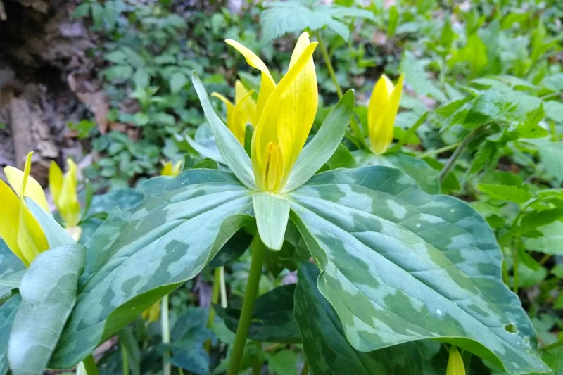 5 Yellow Trillium Bulbs, Trillium Flower Bulbs, Trillium Bulb for Fall Planting, 5 Large Bulbs, Easy to Plant