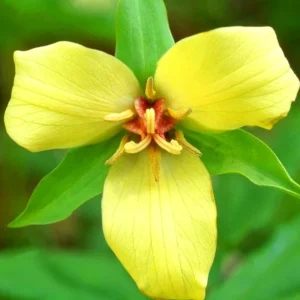5 Trillium Bulbs, Yellow Trillium Flower Bulbs, Trillium Bulb for Fall Planting Indoor Outdoor, 5 Large Bulbs, Ready to Plant