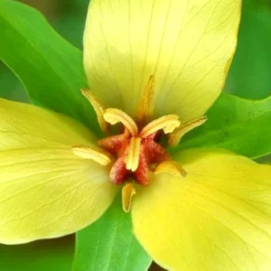5 Trillium Bulbs, Yellow Trillium Flower Bulbs, Trillium Bulb for Fall Planting Indoor Outdoor, 5 Large Bulbs, Ready to Plant