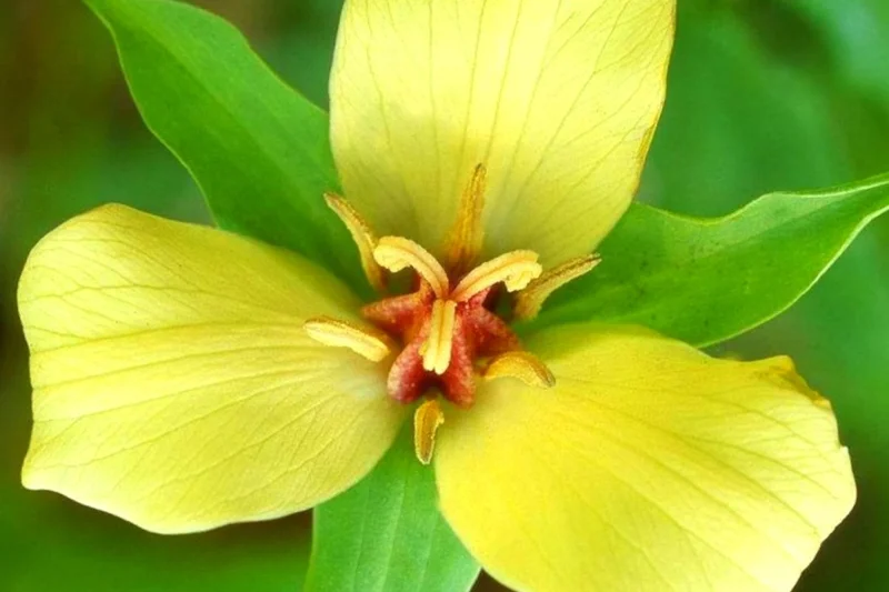 5 Trillium Bulbs, Yellow Trillium Flower Bulbs, Trillium Bulb for Fall Planting Indoor Outdoor, 5 Large Bulbs, Ready to Plant